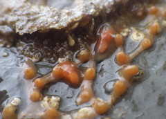 Tritonicula myrakeenae