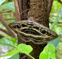 Spirama helicina