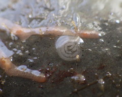 Tritonicula myrakeenae