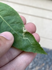 Aulagromyza orbitalis
