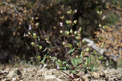 Collinsia callosa