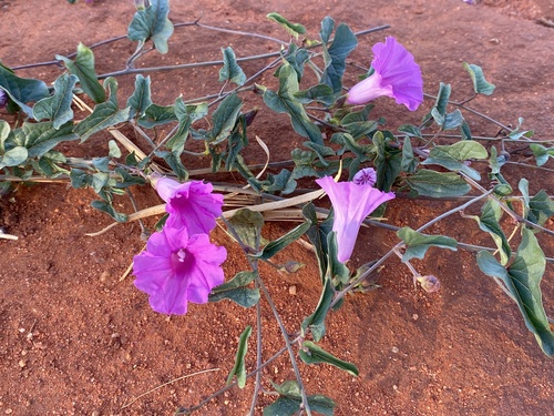 Poison Morning Glory