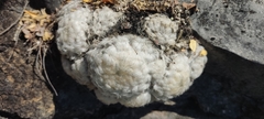 Mammillaria plumosa