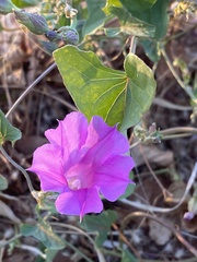 Ipomoea muelleri