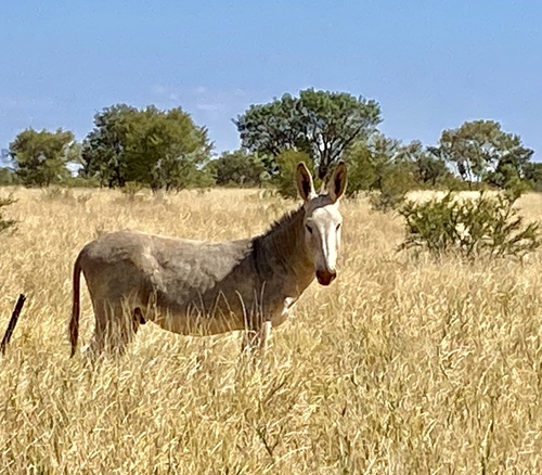 Donkey