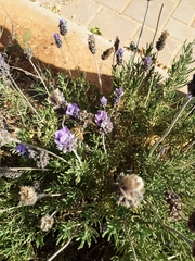 Apis mellifera
