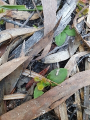 Chiloglottis curviclavia