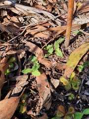Chiloglottis curviclavia
