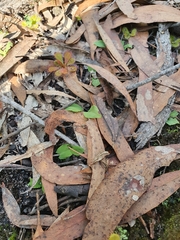 Chiloglottis curviclavia
