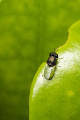 Oplodontha rubrithorax