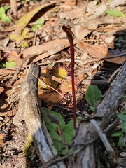 Chiloglottis curviclavia