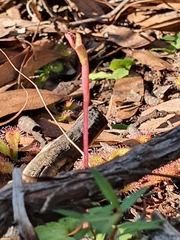 Chiloglottis curviclavia