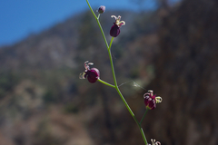 Caulanthus amplexicaulis