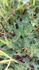 Trifolium tomentosum
