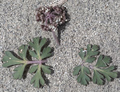 Cymopterus corrugatus