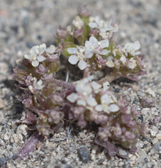 Cymopterus corrugatus