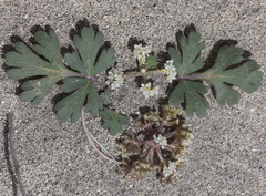 Cymopterus corrugatus