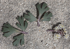 Cymopterus corrugatus