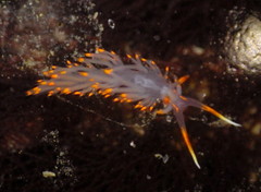 Austraeolis stearnsi