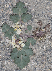 Cymopterus corrugatus