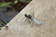 Orthetrum japonicum