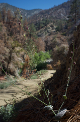 Caulanthus amplexicaulis