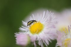 Malachius prolongatus