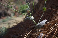 Caulanthus amplexicaulis