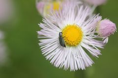 Malachius prolongatus