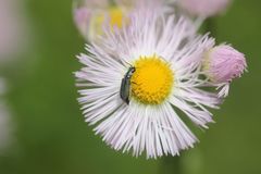 Malachius prolongatus