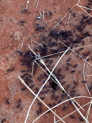 Meranoplus diversus