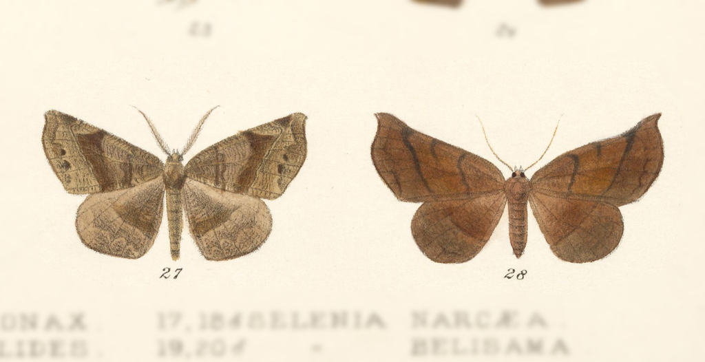Hygrochroma bubona