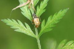 Apolygus subpulchellus