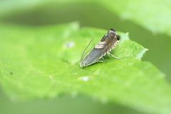 Grapholita delineana