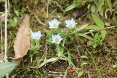 Gentiana squarrosa