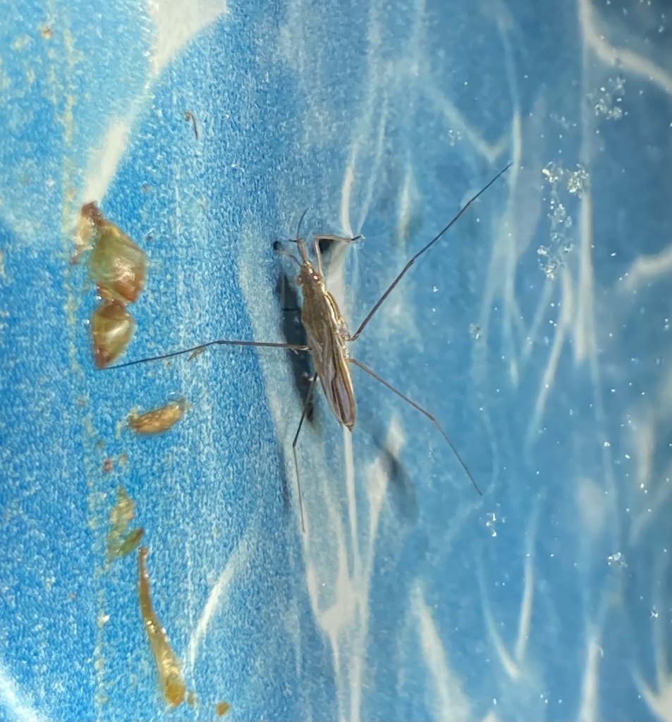 Gerris from McCallum Dr, McNab/Braeside, ON, CA on May 20, 2022 at 1054 PM by Tori Miller