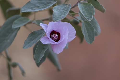 Australian Desert Rose