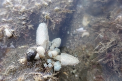 Eudistoma elongatum