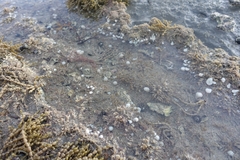 Eudistoma elongatum