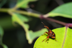 Apoderina