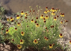 Helenium amarum badium