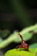Apoderina