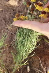 Helenium amarum badium