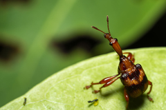 Apoderina