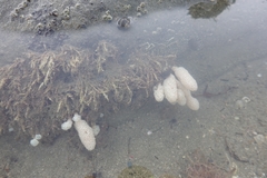 Eudistoma elongatum