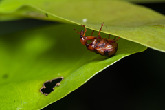 Apoderina