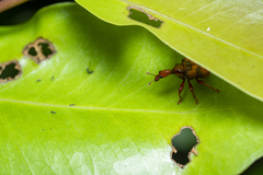 Apoderina