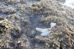 Eudistoma elongatum