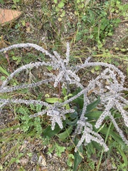 Echium italicum