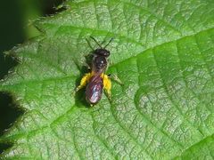Andrena ventralis